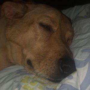 Meet your Posher, Mia